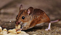 Find Exterminators in Haywood County